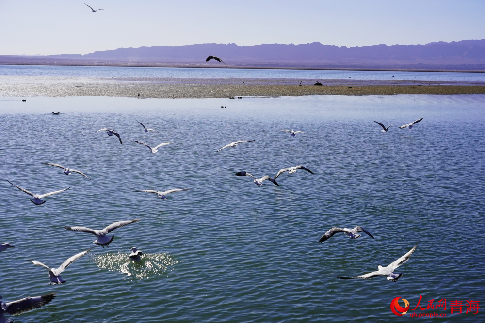 可魯克湖水鳥(niǎo)群飛。人民網(wǎng) 陳明菊攝