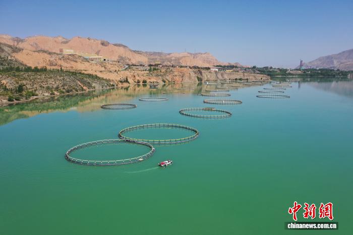 青海尖扎黃河水近五年養(yǎng)殖3500余噸高原冷水魚