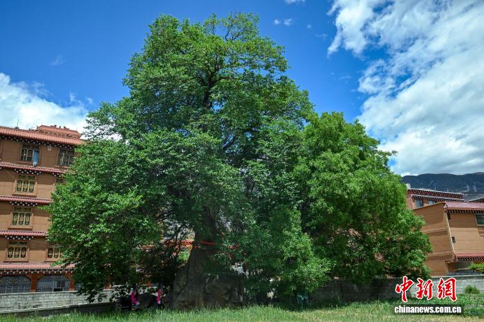 四川巴塘：330多年古桑樹抱石而生成特色景觀
