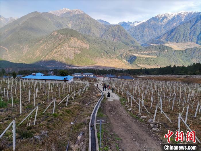 西藏林芝下察隅鎮(zhèn)的獼猴桃種植園?！〗w波 攝