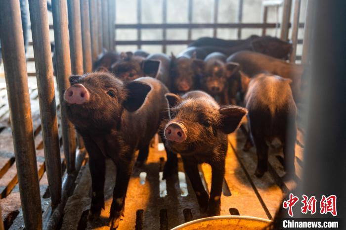 西藏林芝藏豬產(chǎn)業(yè)走上標(biāo)準(zhǔn)化、產(chǎn)業(yè)化之路