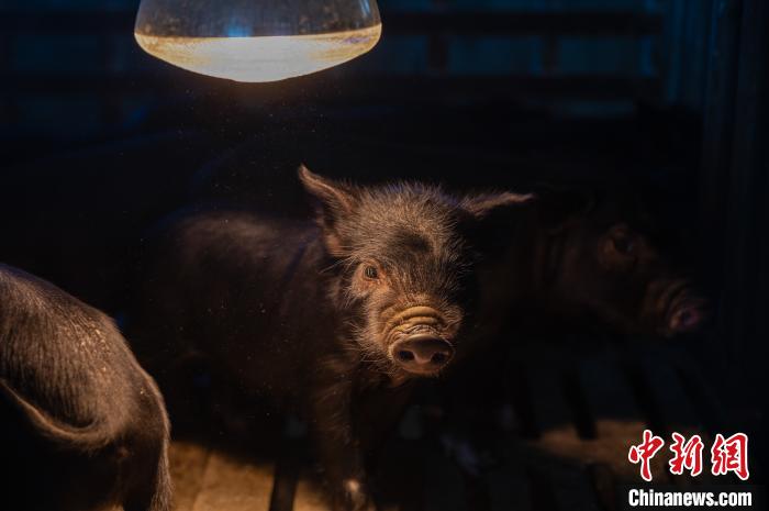 圖為藏豬被稱為“高原之珍”，以口感佳、營養(yǎng)價值高而聞名?！『闻罾?攝