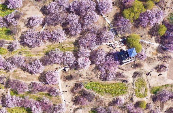 世外桃源！一組圖告訴你，西藏林芝桃花能有多美