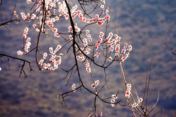 世外桃源！一組圖告訴你，西藏林芝桃花能有多美