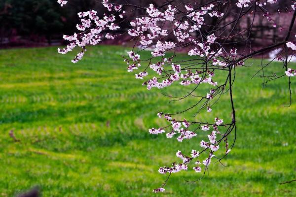 世外桃源！一組圖告訴你，西藏林芝桃花能有多美