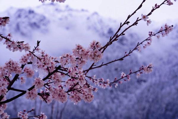 世外桃源！一組圖告訴你，西藏林芝桃花能有多美