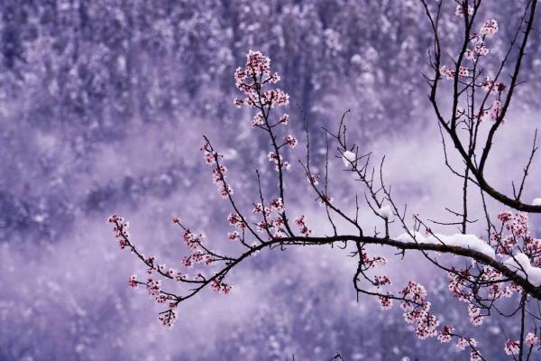 世外桃源！一組圖告訴你，西藏林芝桃花能有多美