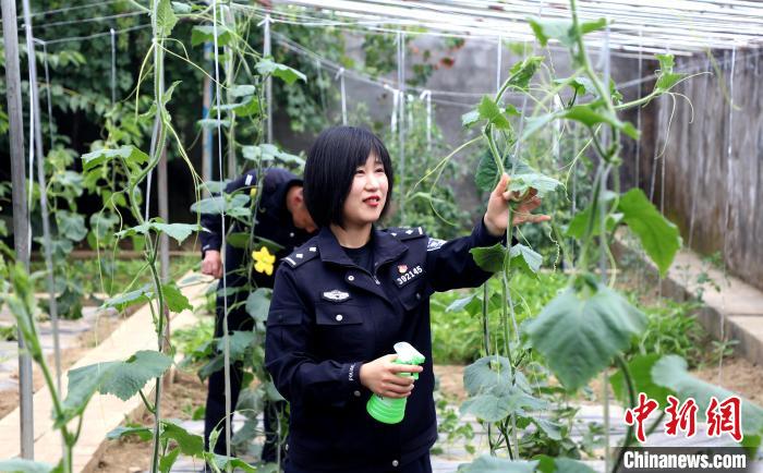 圖為李冬雪在溫室大棚里勞作?！∥鞑爻鋈刖尺叿罊z查總站供圖