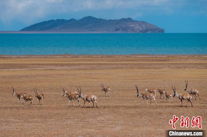 圖為西藏第一大湖色林錯(cuò)湖畔的藏羚羊群休閑覓食?！〗w波 攝