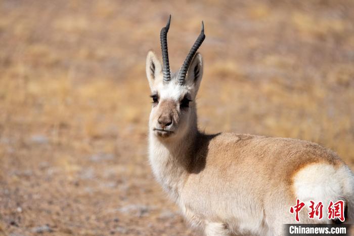 圖為西藏藏原羚，藏原羚是青藏高原特有種，也被稱為西藏黃羊?！〗w波 攝