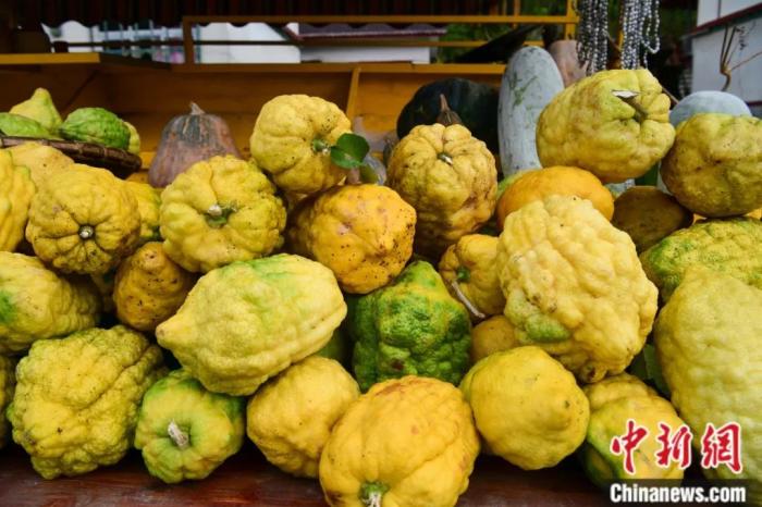 墨脫大檸檬，學(xué)名香櫞，和檸檬均為蕓香科植物。(<a target='_blank' href='/'><p  align=