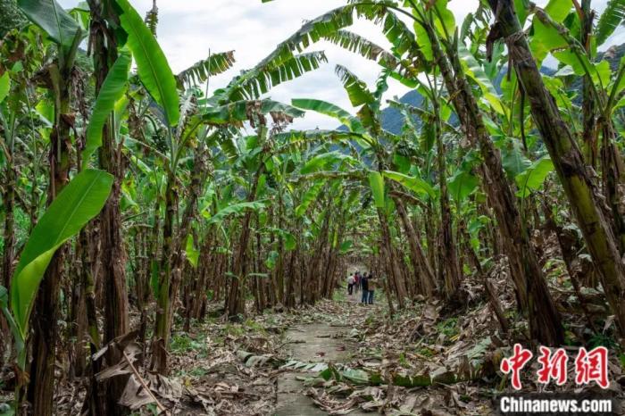 墨脫公路沿線的芭蕉林。
