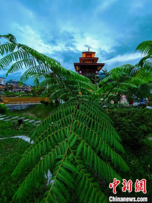 墨脫縣城公園里的桫欏。