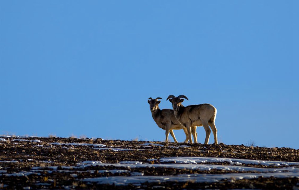 盤羊。金阿次仁攝