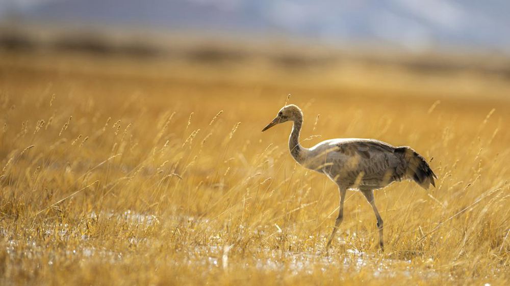 黑頸鶴幼鳥。金阿次仁攝