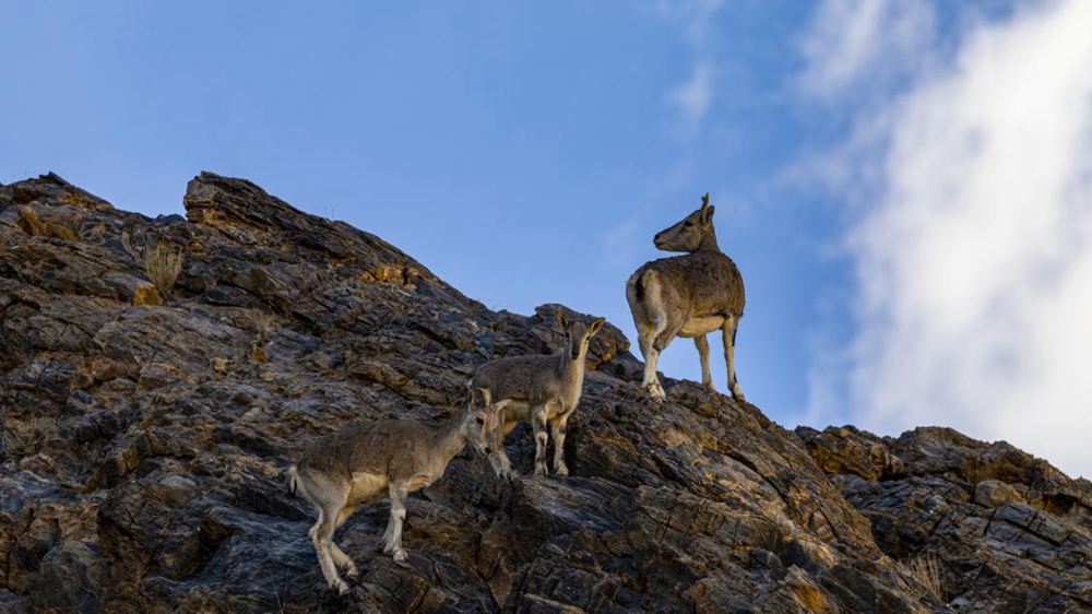 巖羊。金阿次仁攝