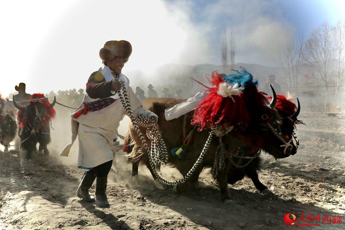 山南市扎囊縣扎其鄉(xiāng)孟卡榮村迎來(lái)春耕第一犁。人民網(wǎng) 次仁羅布攝