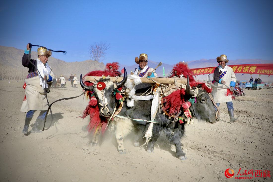 在過(guò)去漫長(zhǎng)的歲月里，牦牛是農(nóng)耕的主力，“二牛抬杠”代表了一個(gè)時(shí)代。人民網(wǎng) 次仁羅布攝