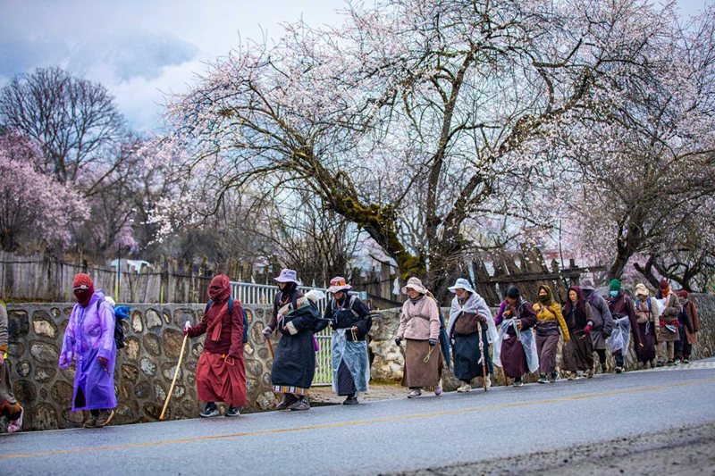 下雨了，漫步在桃花下的村民。張靜攝