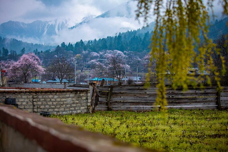 桃花深處的村莊。張靜攝