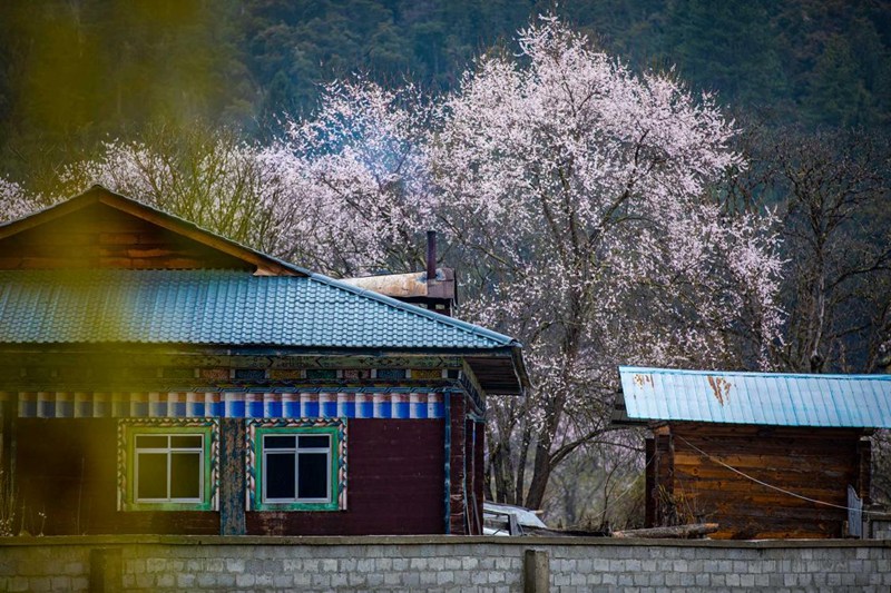 桃花掩映下的村莊。張靜攝