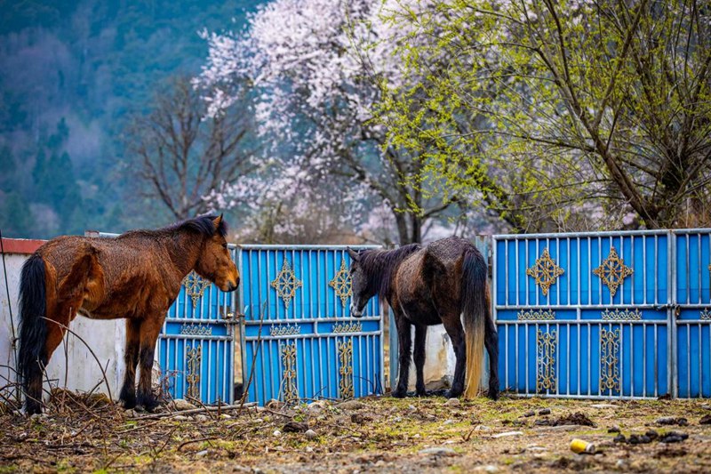 桃花下村莊。張靜攝