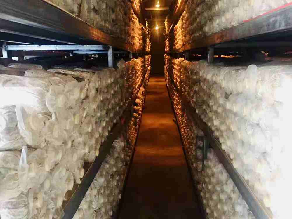 菌棒培育。索扎攝