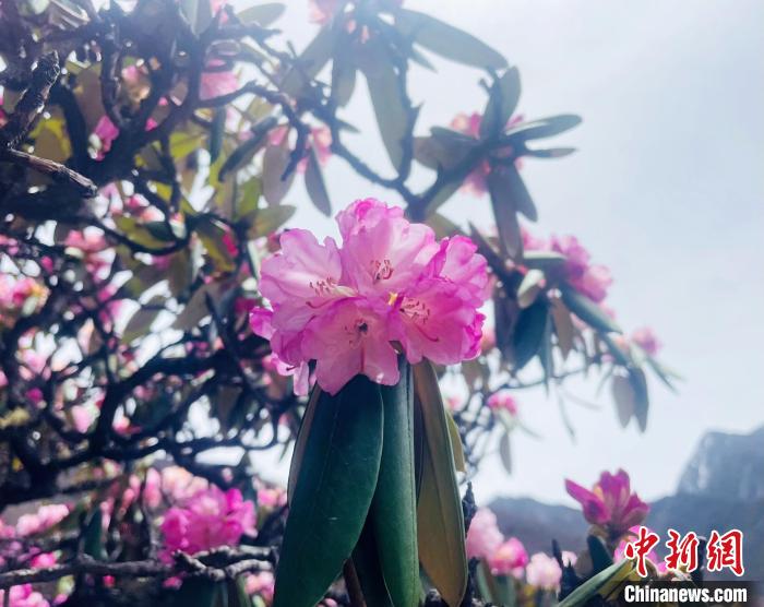 近日，西藏自治區(qū)山南市加查縣索囊溝的杜鵑花競(jìng)相綻放?！∪轿木?攝