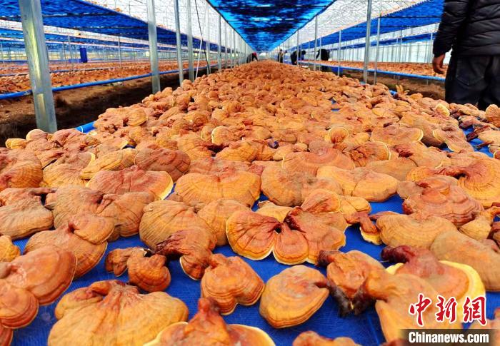 圖為紅太陽(yáng)科技示范家庭農(nóng)場(chǎng)采收的靈芝?！∑酱胪喙﹫D