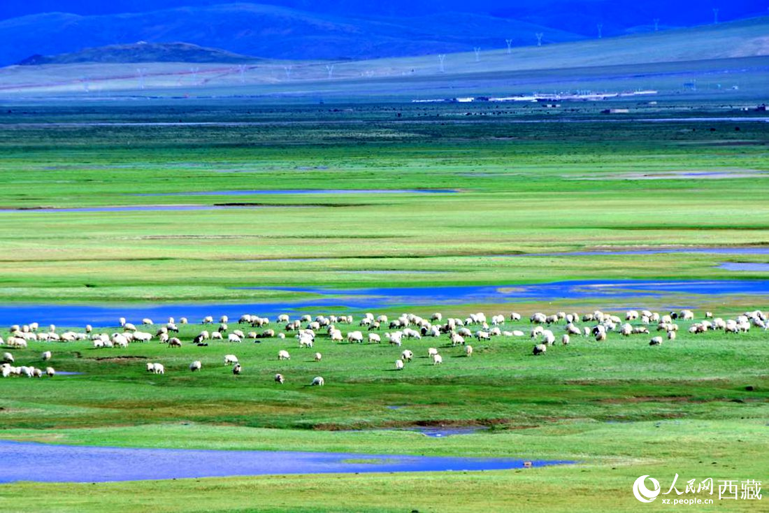 水草豐美的草原，牛羊悠閑覓食。人民網(wǎng) 李海霞攝