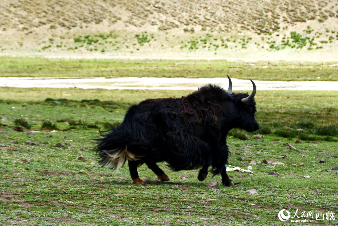 牦牛在草原撒歡兒。人民網(wǎng) 李海霞攝