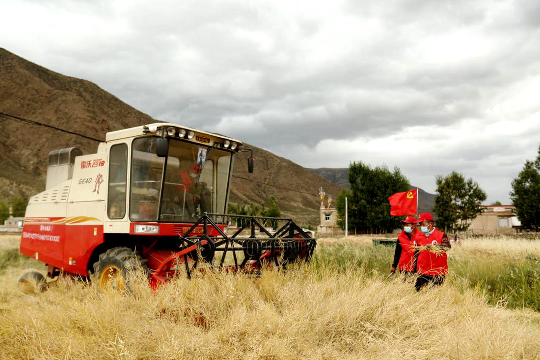 陣陣機械的轟鳴聲傳來豐收的喜悅。洛克攝
