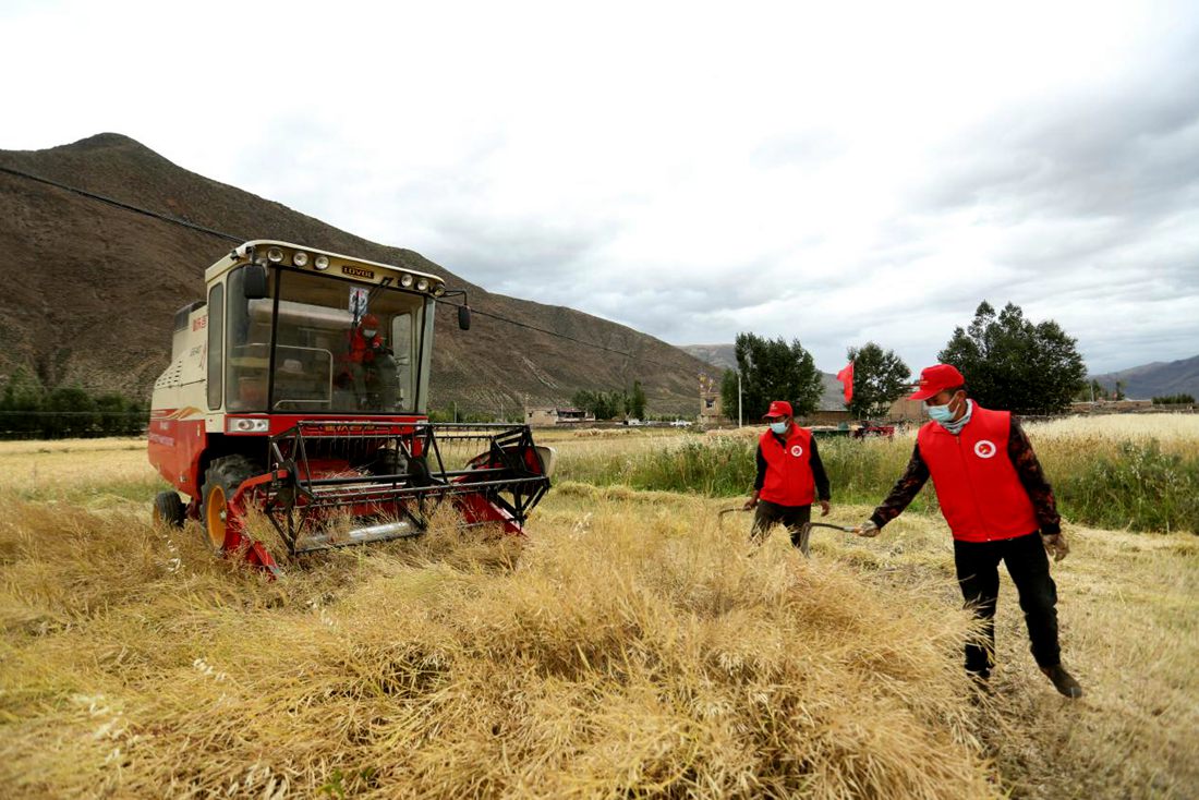 陣陣機械的轟鳴聲傳來豐收的喜悅。洛克攝