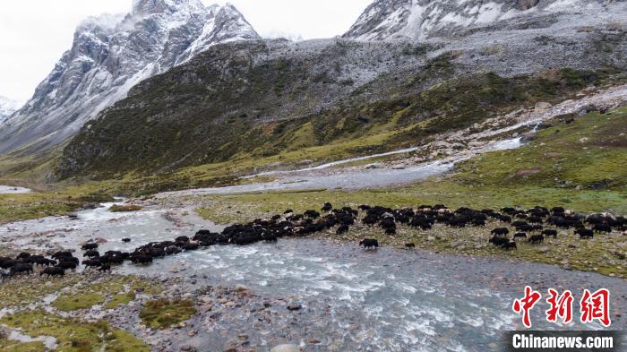 圖為轉(zhuǎn)場中的牦牛?！÷蹇?攝