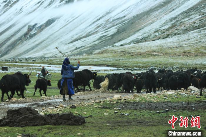 圖為牧民在趕牦牛?！÷蹇?攝