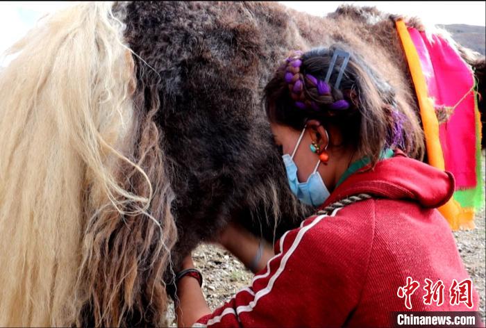 圖為牧民正在擠奶。　日喀則文聯(lián)供圖
