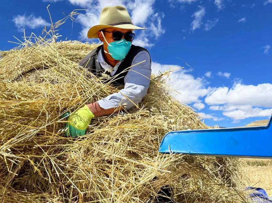 西藏吉?。簬愠两襟w驗秋收打場【3】