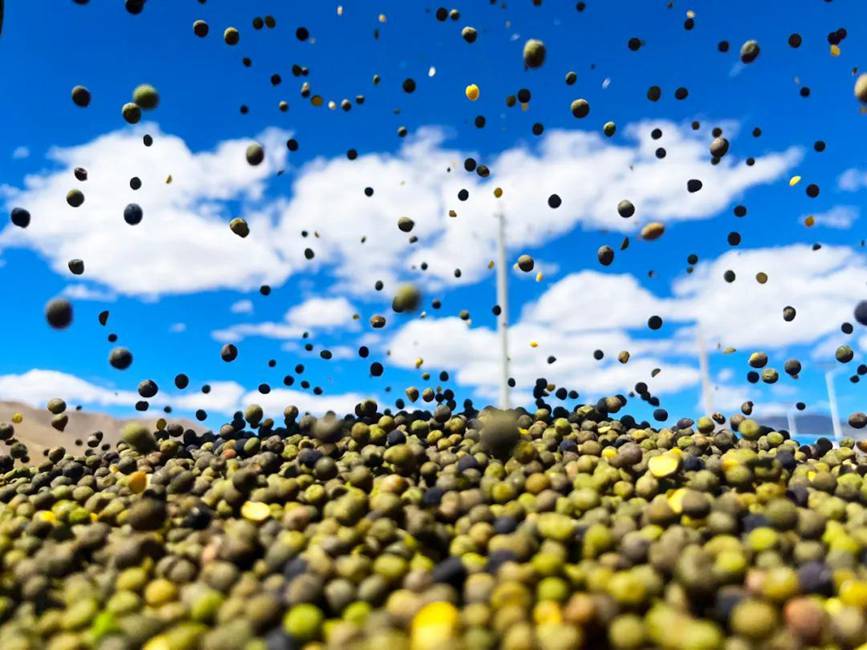 西藏吉?。簬愠两襟w驗秋收打場【14】