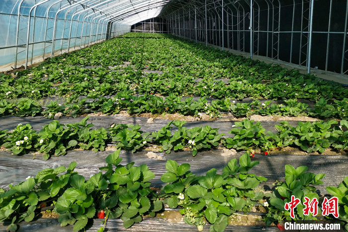 圖為10月21日，康馬縣薩馬達鄉(xiāng)高原溫室大棚內(nèi)的草莓長勢良好。<a target='_blank' href='/'><p  align=