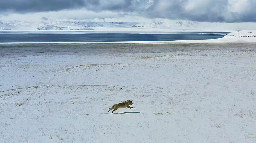 雪地里疾馳的阿里“狼”。