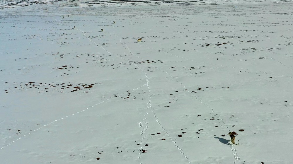 天地一色，狼群在雪地里不斷地向前奔跑。