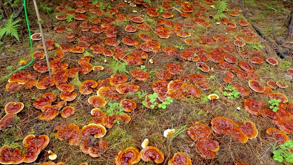 靈芝長(zhǎng)勢(shì)喜人。