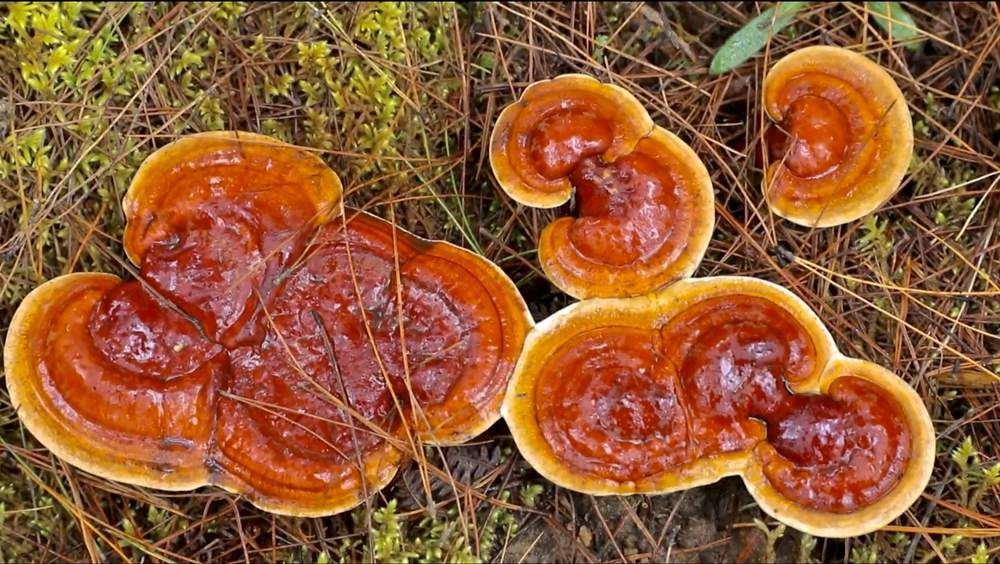 破土而出的靈芝宛如一把把撐開(kāi)的“小雨傘”。