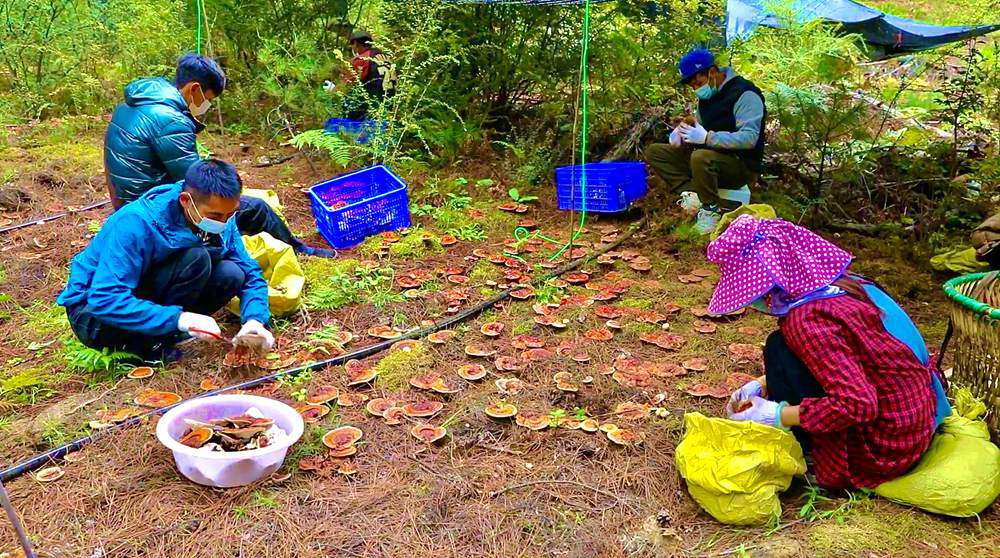 采摘靈芝。