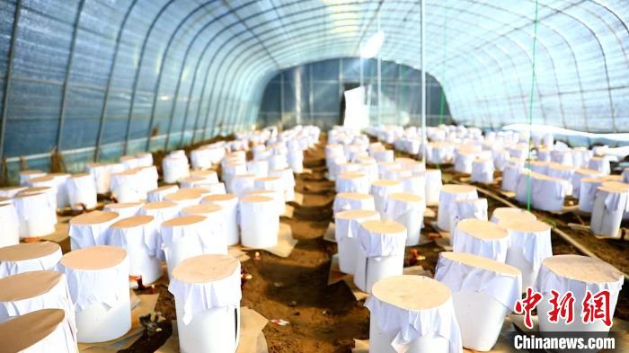 圖為靈芝套袋。　鄧巴 攝