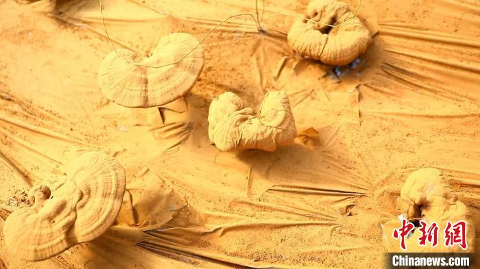 圖為靈芝基地內孢子粉布滿塑料膜?！〉录?攝