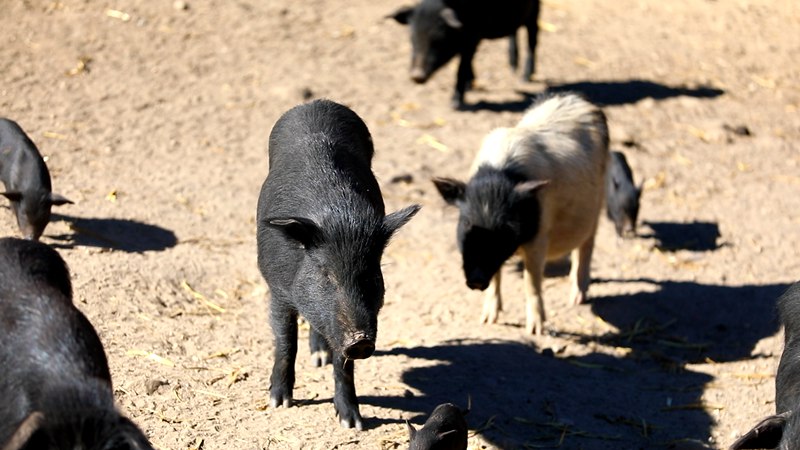 藏香豬在覓食。