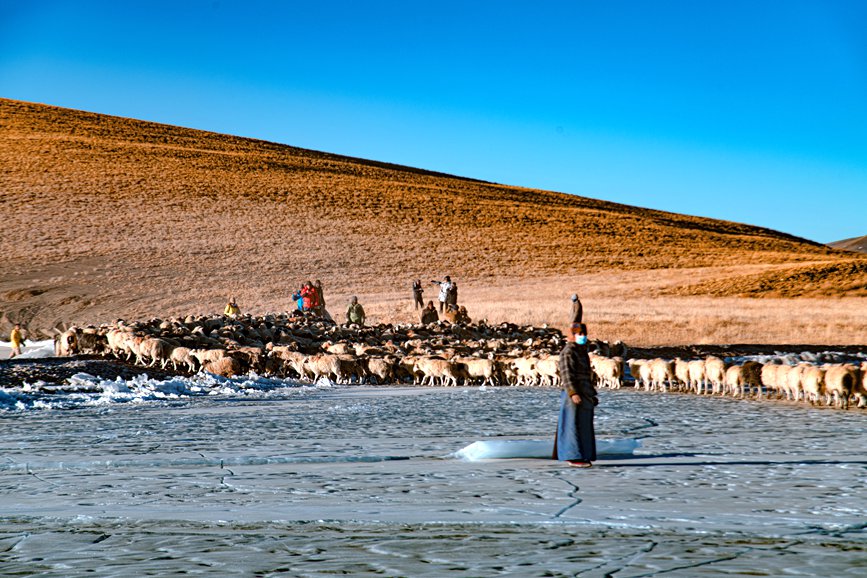 牧民趕著羊群，準備通過冰面。 覃穎華攝