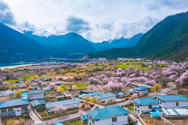 人間桃花源！林芝桃花有多絕？