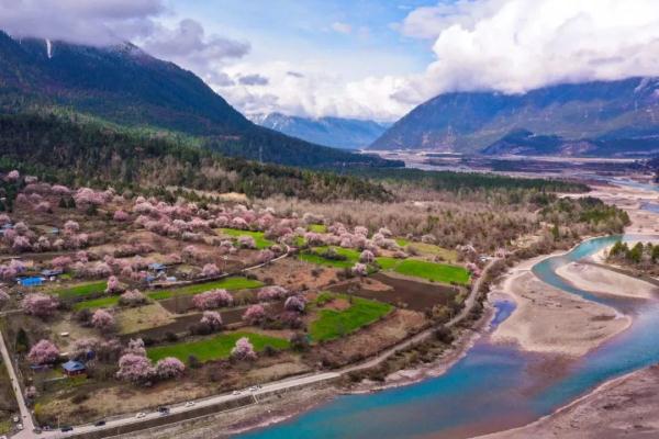 人間桃花源！林芝桃花有多絕？